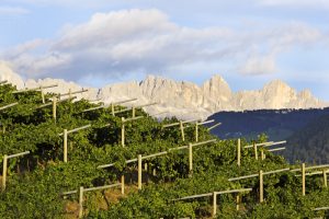 Weinberge in Südtirol