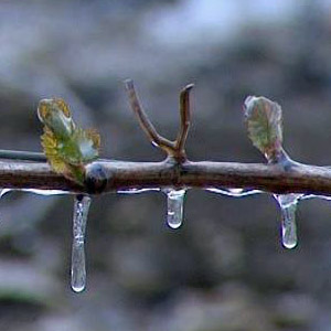 Frost in der Steiermark Artikelbild
