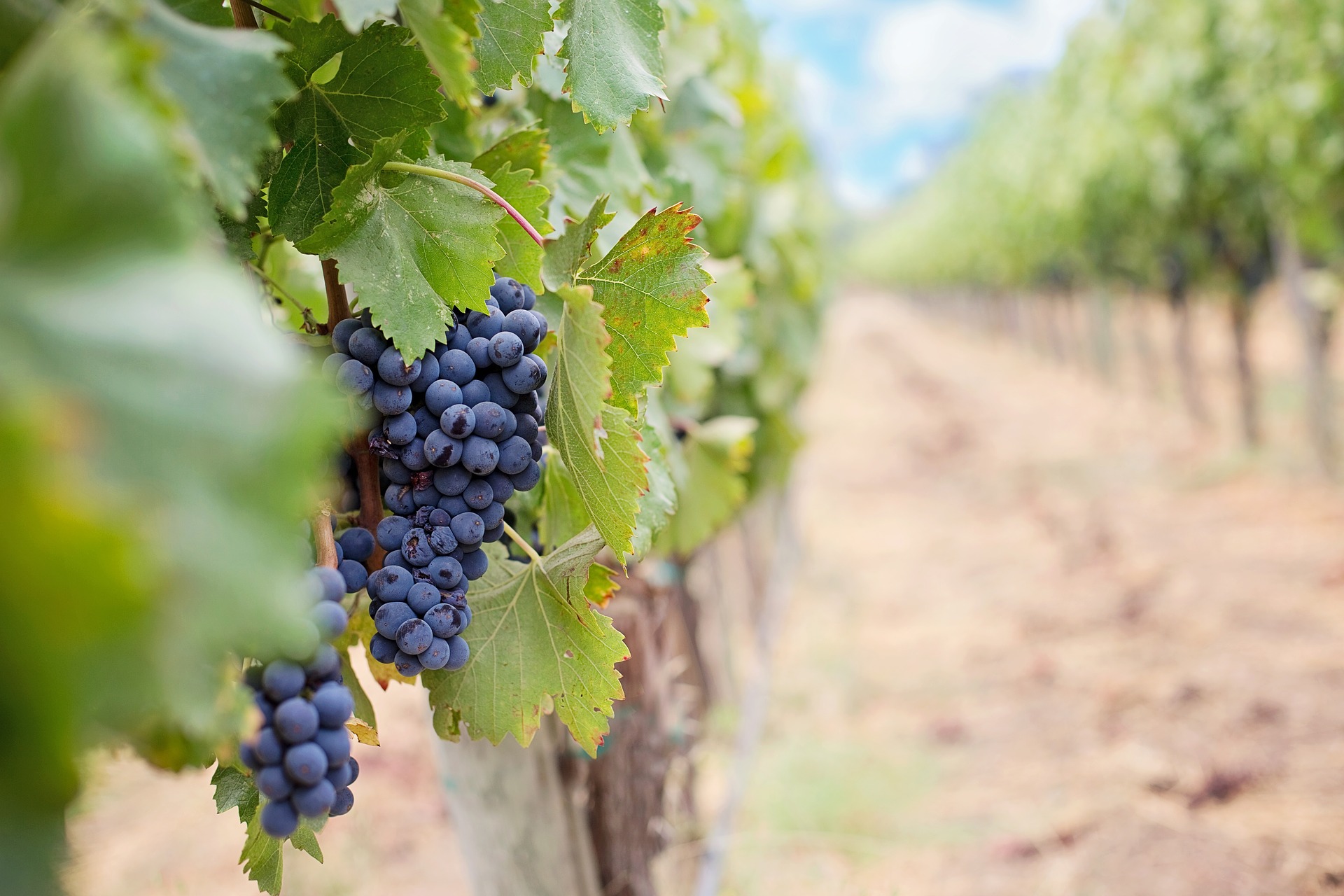 Keller oder Klimaschrank? – Wein optimal lagern